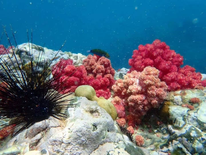ทริปดำน้ำดูปะการังและฝูงปลาสวยงาม