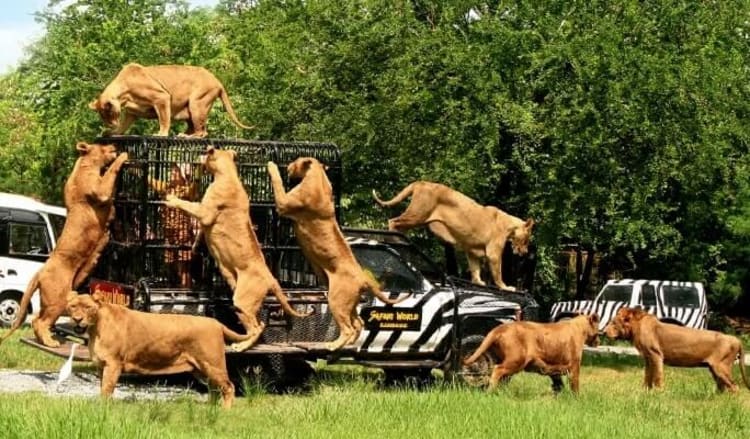SAFARI WORLD