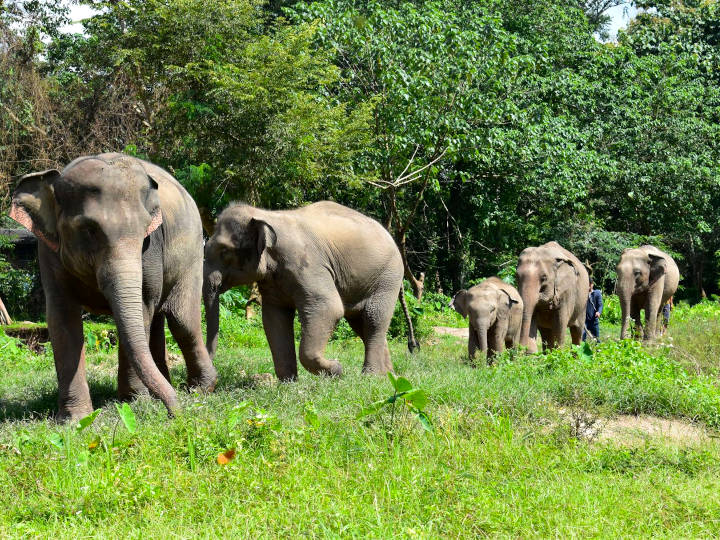 Come to see elephants in their natural habitat @Elephant Jungle Sanctuary Chiang Mai