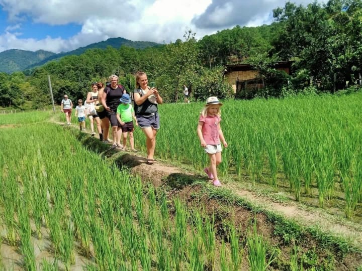 Walk through a paddy field to the Elephant Sanctuary