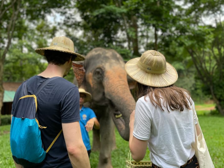 Meet adorable elephants